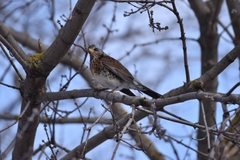 Turdus pilaris