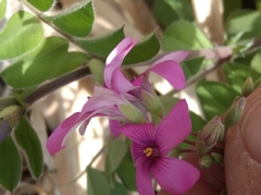 Oxalis articulata