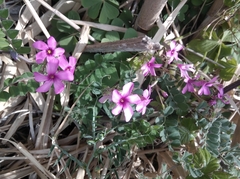 Oxalis articulata