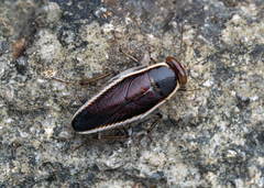 Pseudophyllodromia laticeps