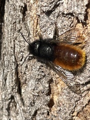 Osmia cornuta