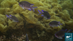 Chromis notata