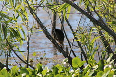 Butorides virescens image