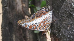 Charaxes brutus