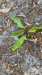 Carphephorus odoratissimus