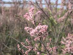 Tamarix parviflora