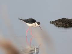 Himantopus himantopus