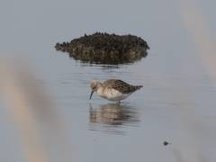 Calidris pugnax