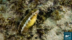 Petroscirtes breviceps