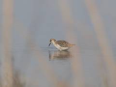Calidris pugnax