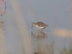 Calidris pugnax
