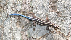 Holaspis laevis