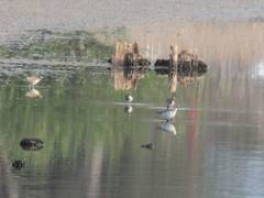 Calidris pugnax