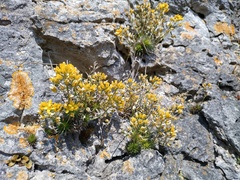 Draba aizoides