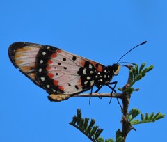 Acraea acara