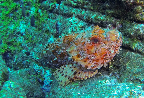 Red Scorpionfish