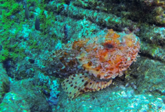 Red Scorpionfish