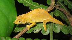 Rhampholeon uluguruensis