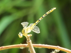 Paragomphus lineatus