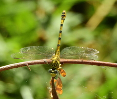 Paragomphus lineatus