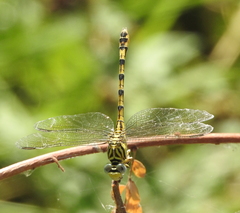 Paragomphus lineatus