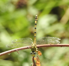 Paragomphus lineatus