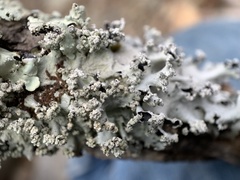 Parmotrema gardneri