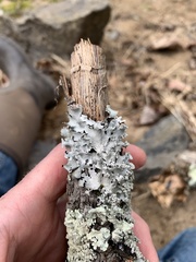 Parmotrema gardneri