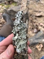 Parmotrema gardneri