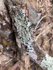 Parmotrema gardneri