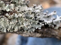 Parmotrema gardneri