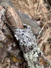 Parmotrema gardneri