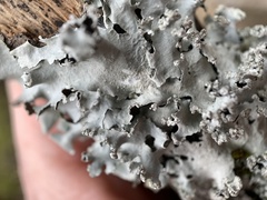 Parmotrema gardneri