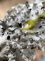 Parmotrema gardneri