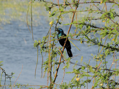 Lamprotornis chalybaeus