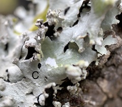 Parmotrema gardneri