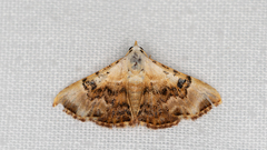 Corgatha molybdophaes