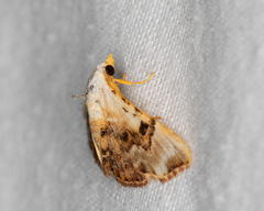 Corgatha molybdophaes