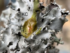 Parmotrema gardneri