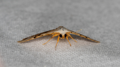 Corgatha molybdophaes