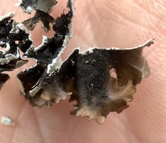 Parmotrema gardneri