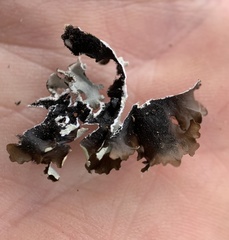 Parmotrema gardneri