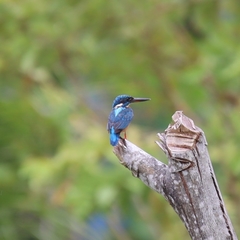 Alcedo atthis hispidoides