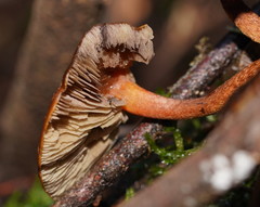 Hypholoma brunneum