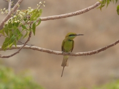 Merops viridissimus
