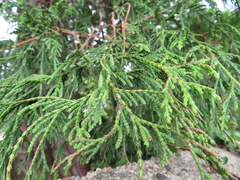 Thuja standishii