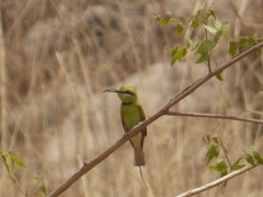Merops viridissimus