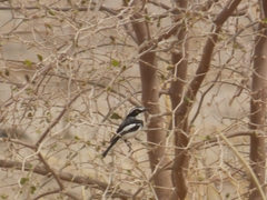 Batis senegalensis