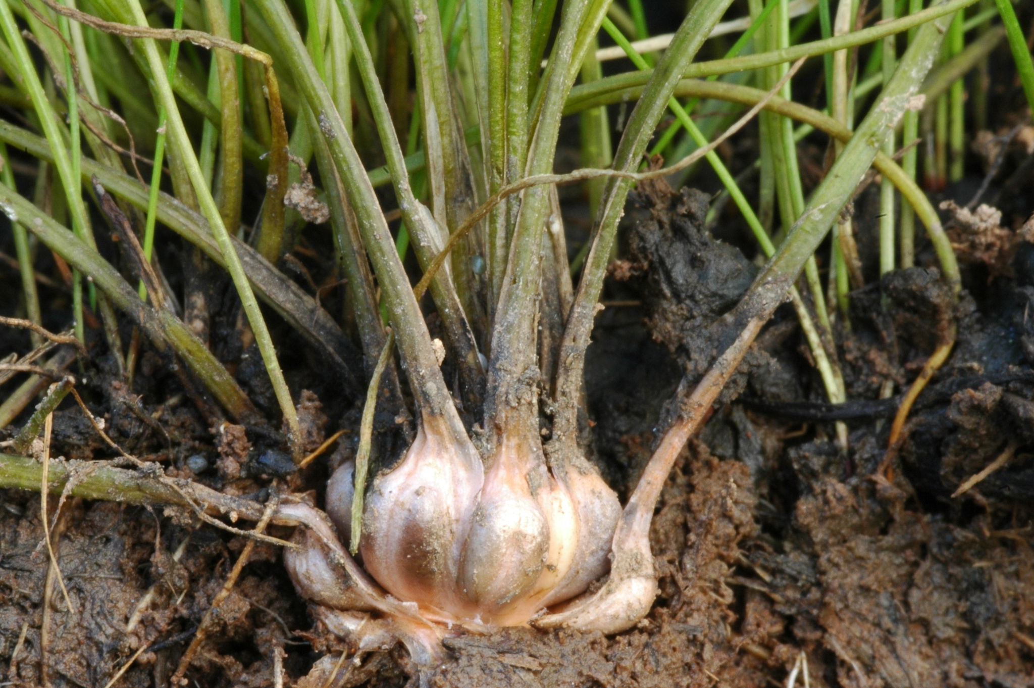 Isoetes howellii