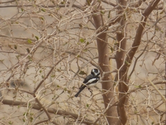 Batis senegalensis